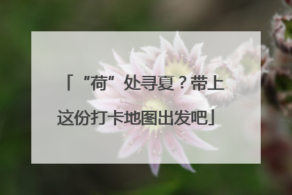 “荷”处寻夏？带上这份打卡地图出发吧